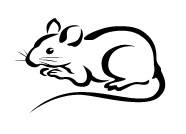 �����p�r